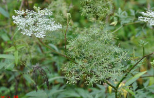 四川當歸 四川當歸