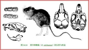 大頭速掘鼠 大頭速掘鼠