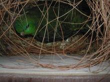 橫斑鸚鵡（築窩）