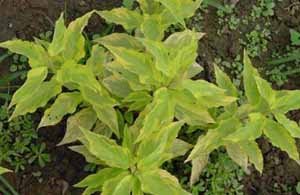 花葉紅瑞木 花葉紅瑞木