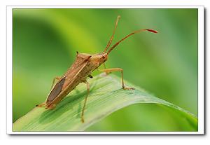 水稻稻棘緣蝽 水稻稻棘緣蝽