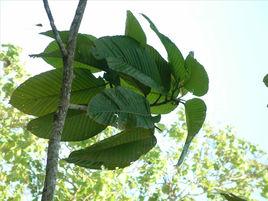 龍腦香屬 龍腦香屬