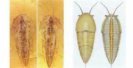 梅樹村動物群 梅樹村動物群