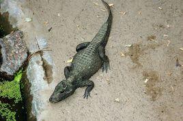 澳洲淡水鱷 澳洲淡水鱷