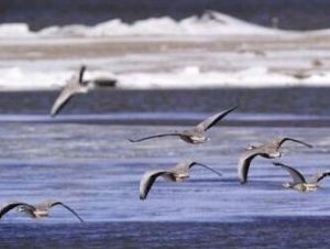 色林錯黑頸鶴保護區