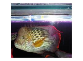 紅尾皇冠魚 紅尾皇冠魚