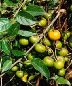 四萼獼猴桃 四萼獼猴桃