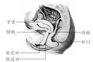 尿道口癢 尿道口癢