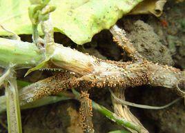 魚腥草白絹病 魚腥草白絹病