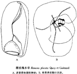 褶玫瑰水母 褶玫瑰水母