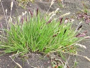 大花穗三毛 大花穗三毛