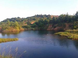 龍陂村[江西省鄱陽縣蘆田鄉下轄村]