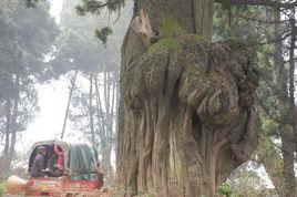 劍閣千年松柏 劍閣千年松柏