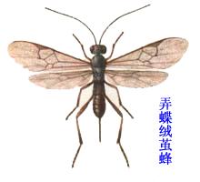 弄蝶絨繭蜂 弄蝶絨繭蜂