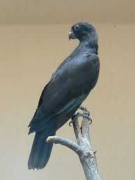 斯瑟馬島小鸚鵡 斯瑟馬島小鸚鵡