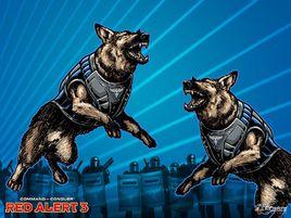 盟軍警犬 盟軍警犬