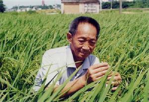 （圖）基因變異：雜交水稻
