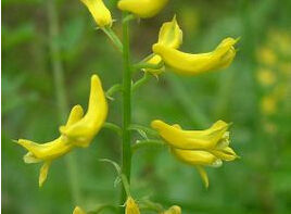 西藏對葉黃堇 西藏對葉黃堇