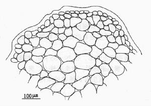 西沙腹枝藻 西沙腹枝藻