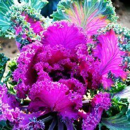 園藝草類 園藝草類