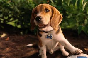 《貓狗大戰》[美國2001年勞倫斯·加特曼執導喜劇電影]