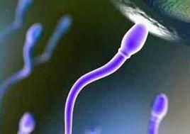 精子抗體 精子抗體