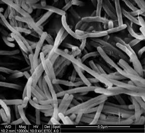 地衣芽孢桿菌 地衣芽孢桿菌