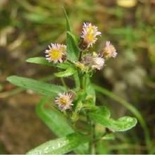 不丹厚喙菊 不丹厚喙菊