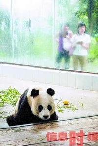 熊貓冬冬 熊貓冬冬