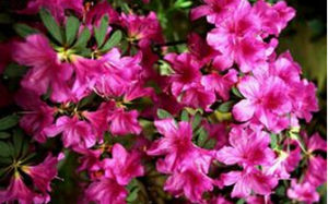 丁香杜鵑 丁香杜鵑