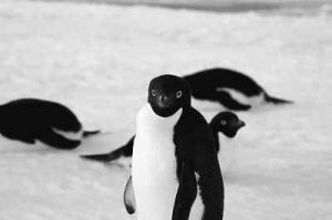 南極冰蓋 阿德利企鵝