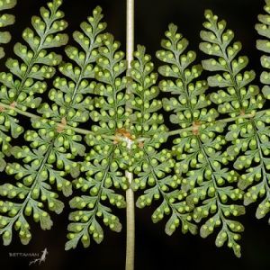 錫金短腸蕨 錫金短腸蕨