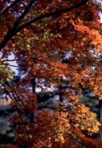 台灣掌葉槭 台灣掌葉槭