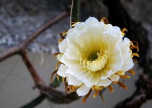 大花蛇鞭柱 大花蛇鞭柱