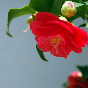 尖萼紅山茶 尖萼紅山茶