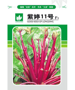 紫婷11號 紫婷11號