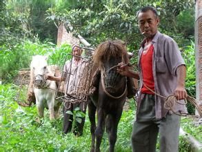 馬扁的故事 馬扁的故事