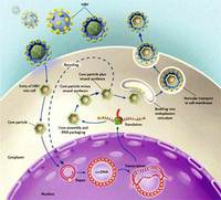 B肝小三陽病毒DNA傳播