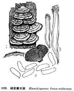 褐紫囊孔菌 褐紫囊孔菌