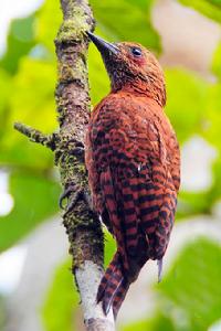 栗啄木鳥 栗啄木鳥