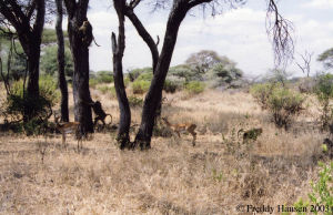 科莫埃和塔伊國家公園 科莫埃和塔伊國家公園