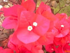 海南杜鵑 海南杜鵑