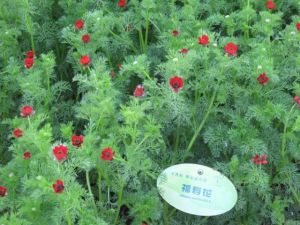 夏側金盞花 夏側金盞花