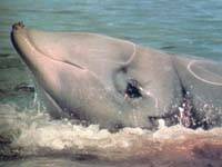 劍吻鯨－上頜無牙的鯨類