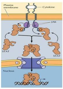 JAK-STAT信號途徑