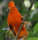 秘魯岩鳥