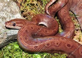 哥倫比亞彩虹蟒 哥倫比亞彩虹蟒