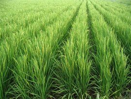 農業科技 農業科技