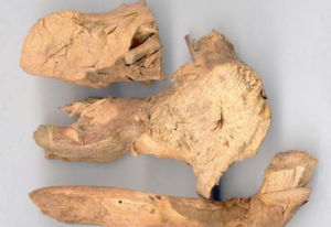 常山[落葉小灌木植物]