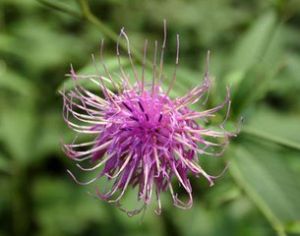 新疆麻花頭 新疆麻花頭